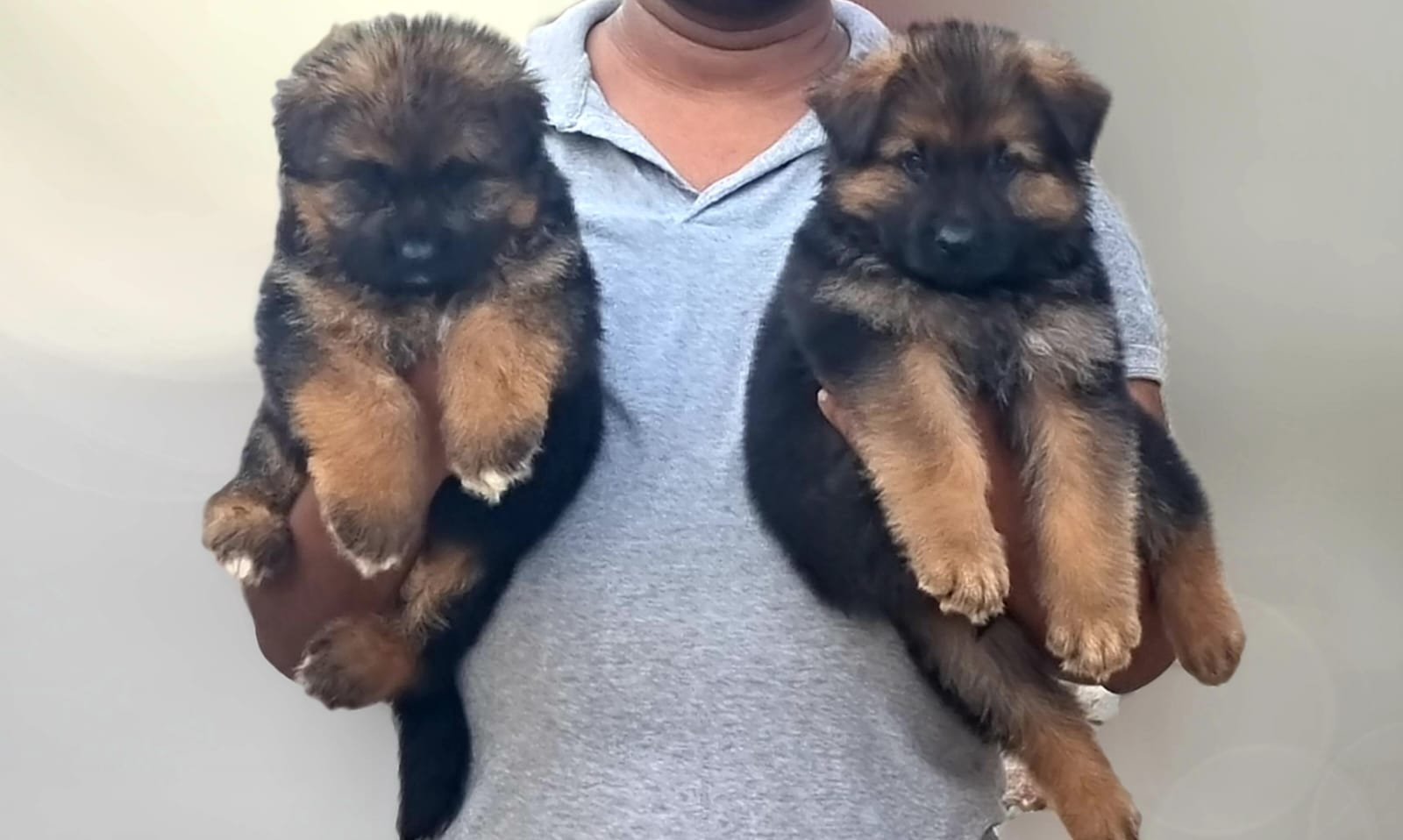 german-shepherd female price in goa