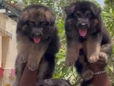 german-shepherd puppies price in goa
