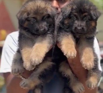 german-shepherd price in goa