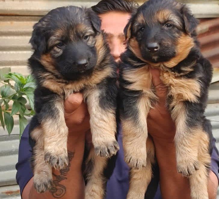 German Shepherd Price In Hyderabad