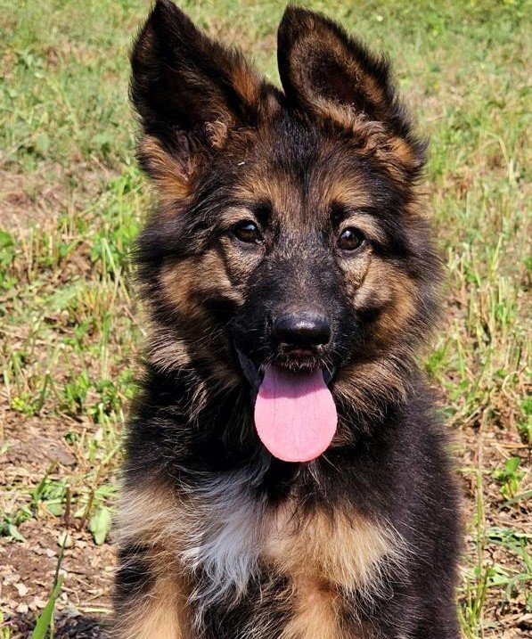 German Shepherd dog breeder in Hyderabad