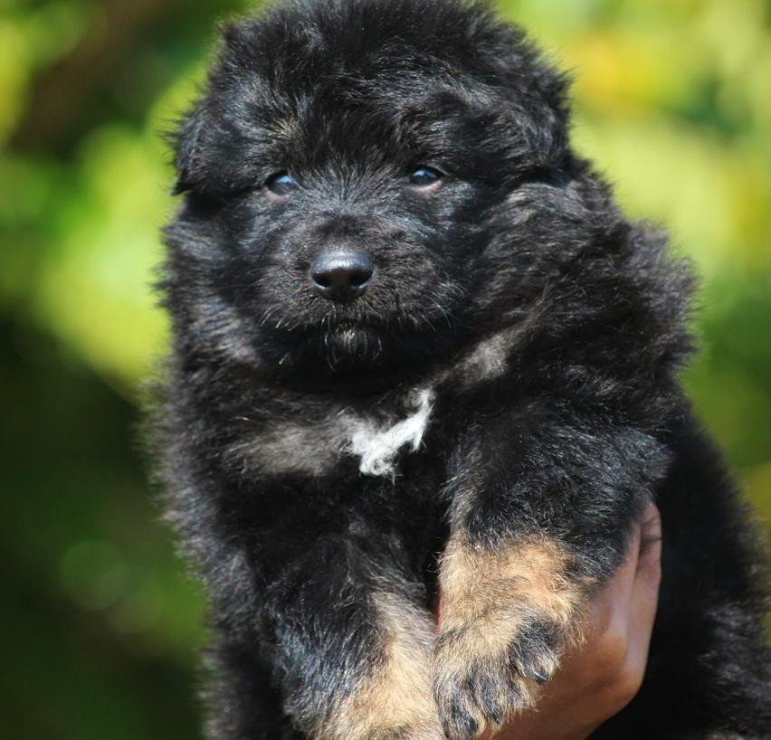 German Shepherd Female price in Hyderabad