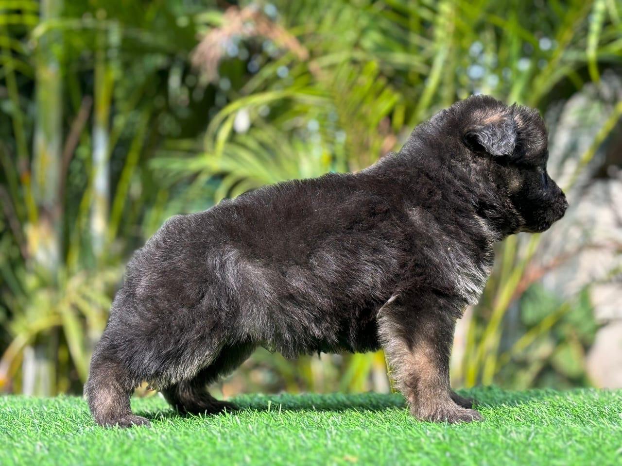 German Shepherd Male Price in Hyderabad