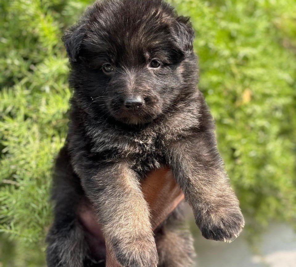 Pure Breed German Shepherd price in Hyderabad