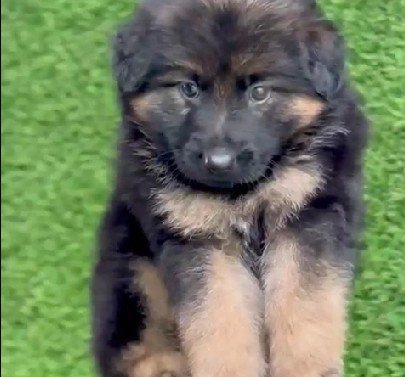 German Shepherd online price in Hyderabad
