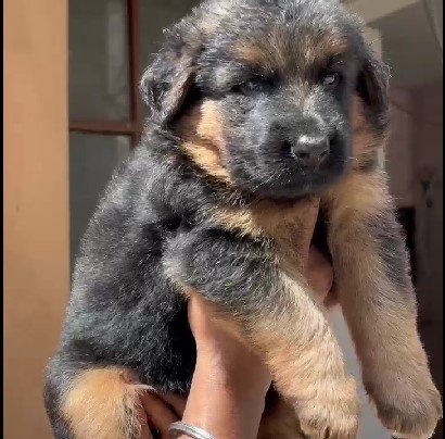 German-Shepherd female price in india