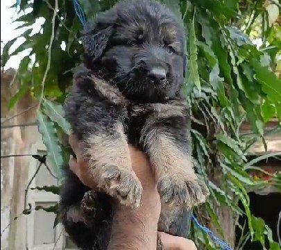 German-Shepherd  pet shop in india