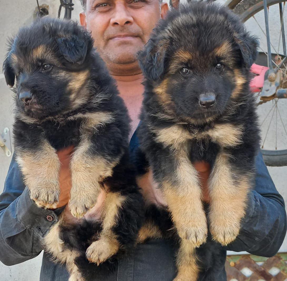 German-Shepherd dog breeder in india