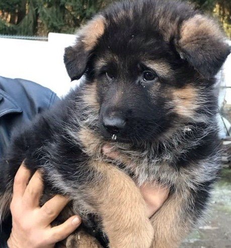 German Shepherd Price In Kolkata