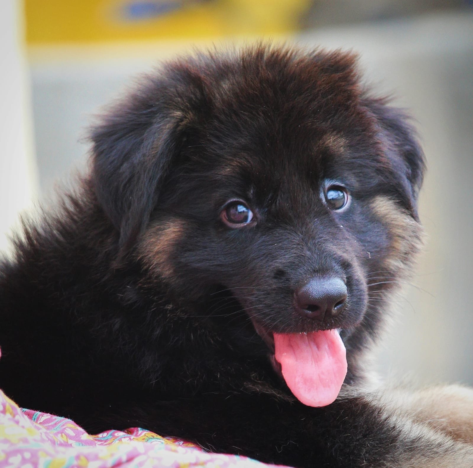 German Shepherd dog breeder in Kolkata