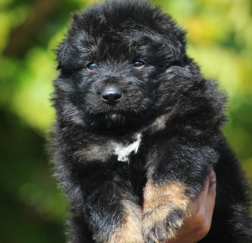 German Shepherd Female price in Kolkata