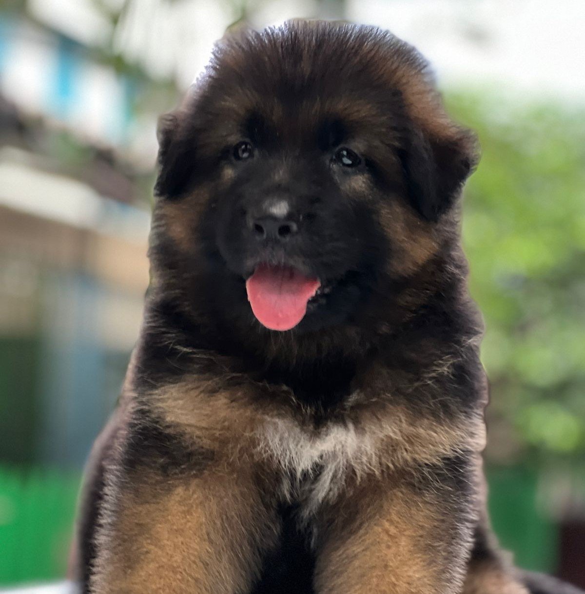 German Shepherd Male Price in Kolkata