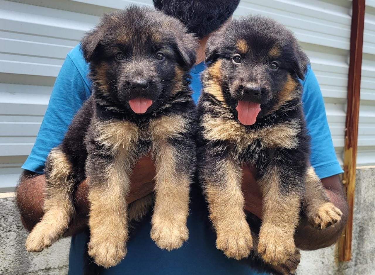 Pure Breed German Shepherd price in Kolkata