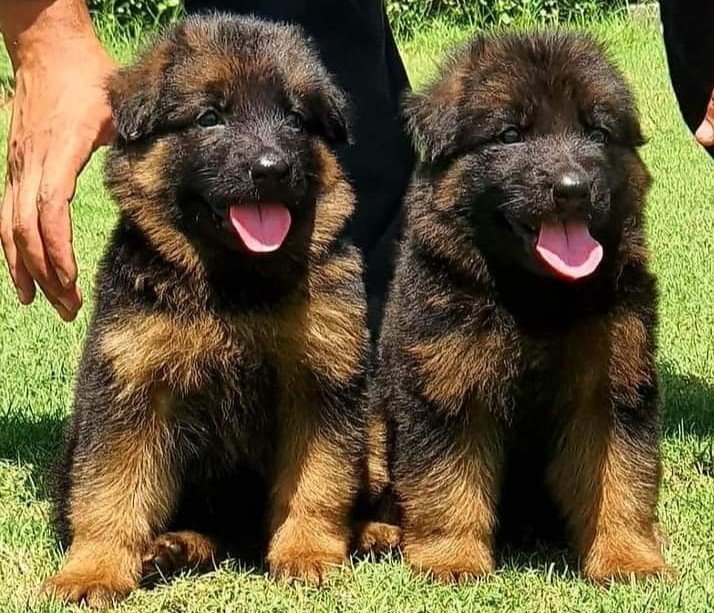 German Shepherd online price in Kolkata