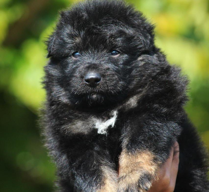 German Shepherd  price in mumbai