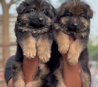 German Shepherd  for sale online in mumbai
