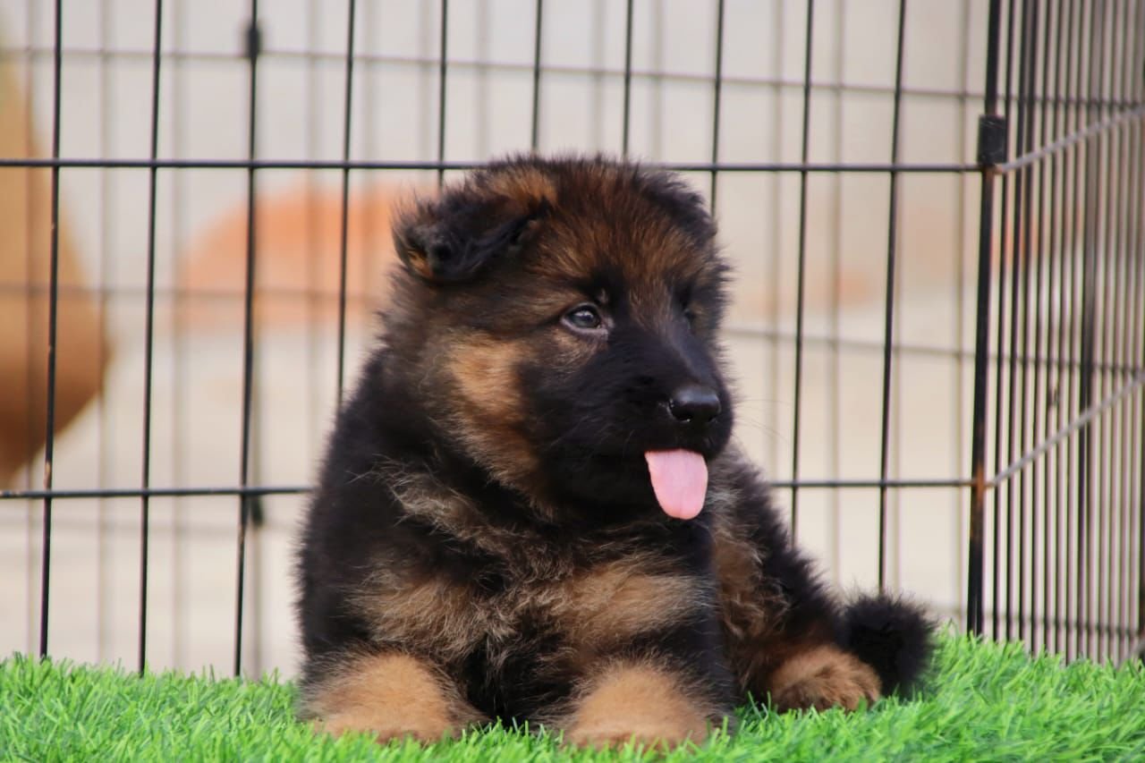 KCI registered German Shepherd   price in mumbai