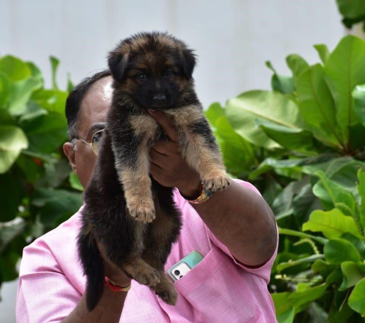 German Shepherd  male price in mumbai