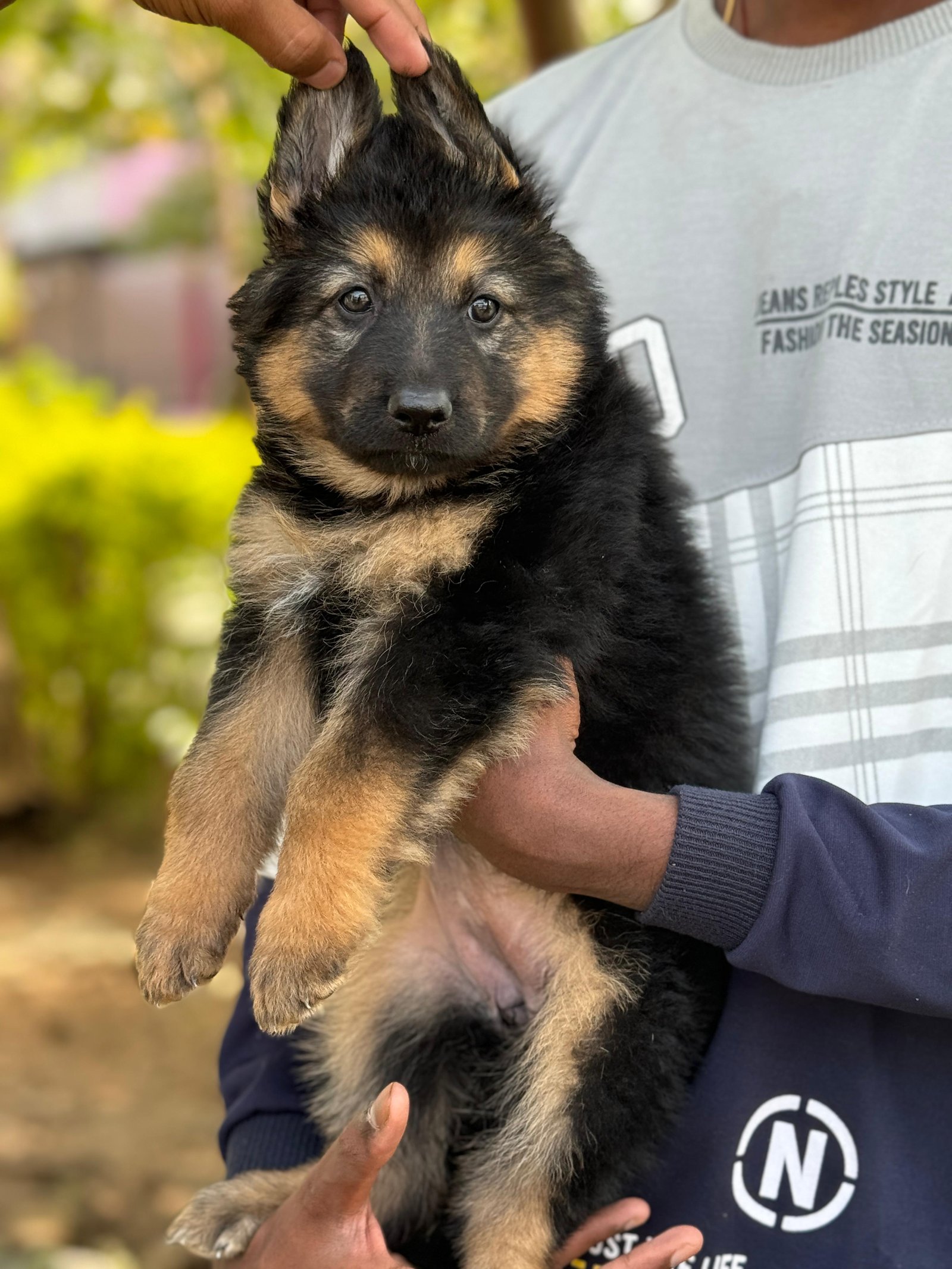 German-Shepherd price in pune