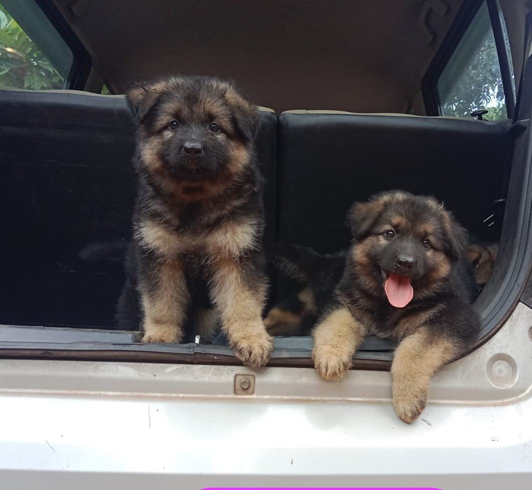 German-Shepherd dog price in pune