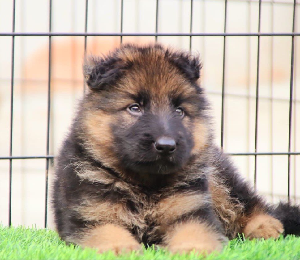 German-Shepherd male price in pune