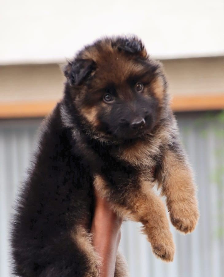 German-Shepherd female price in pune