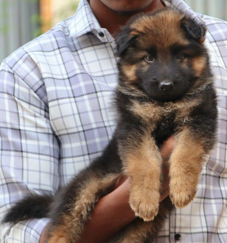 German-Shepherd puppies price in pune