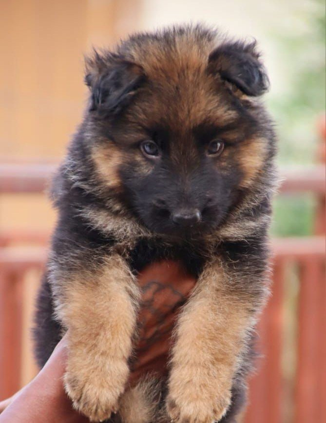 German-Shepherd puppy price in pune
