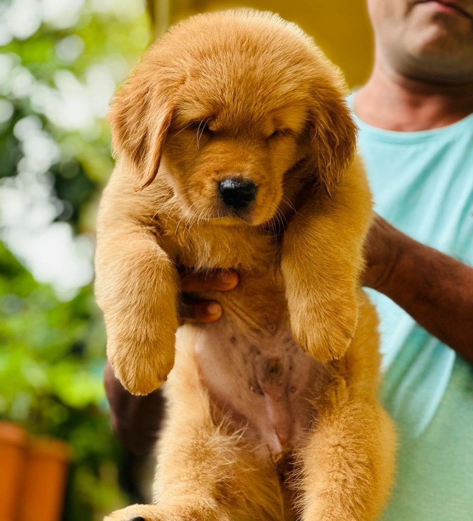 Golden Retriever Price In Ahmedabad