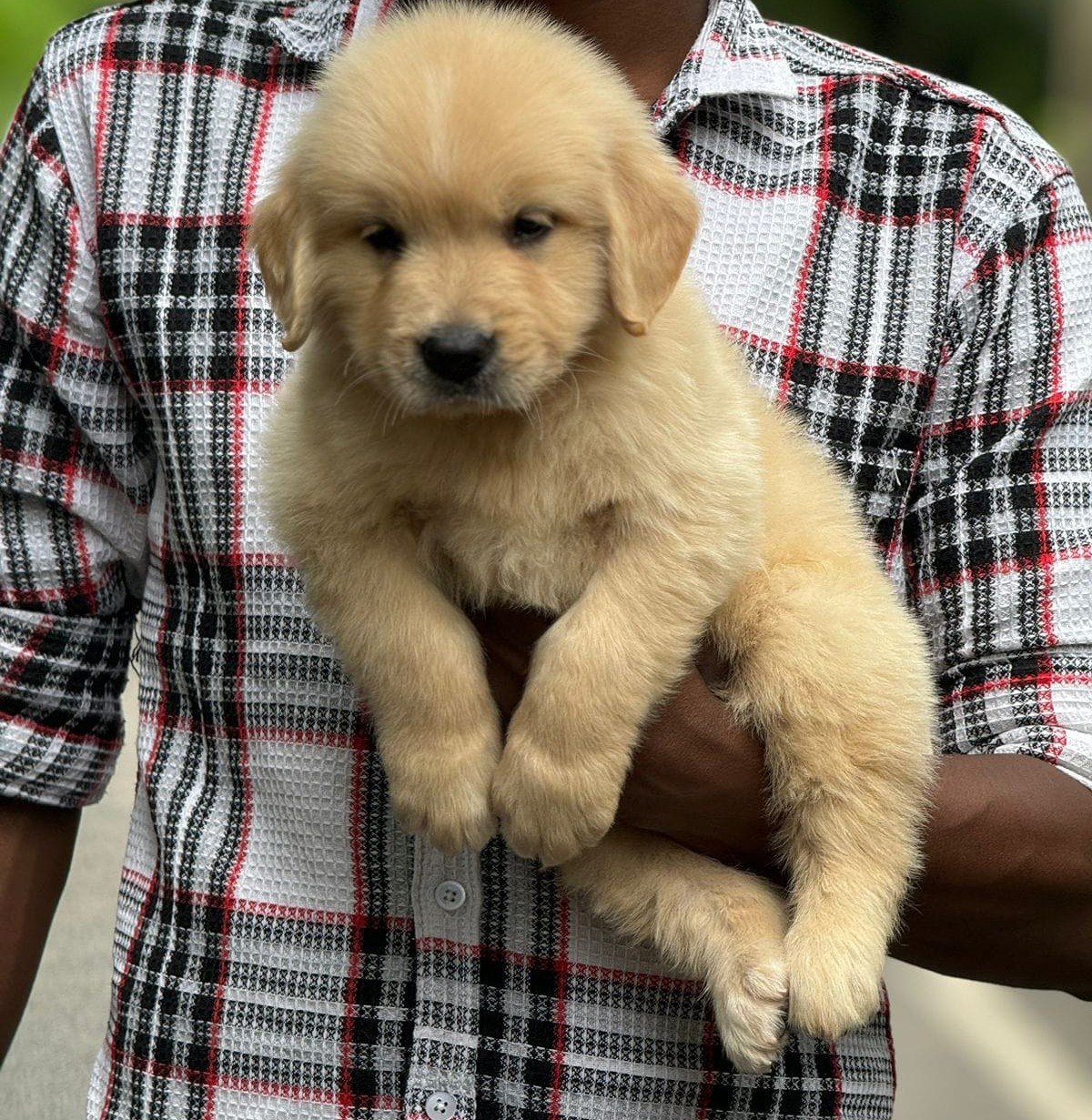 Golden Retriever dog breeder in Ahmedabad