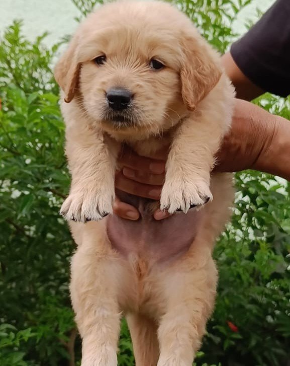 Golden Retriever Female price in Ahmedabad