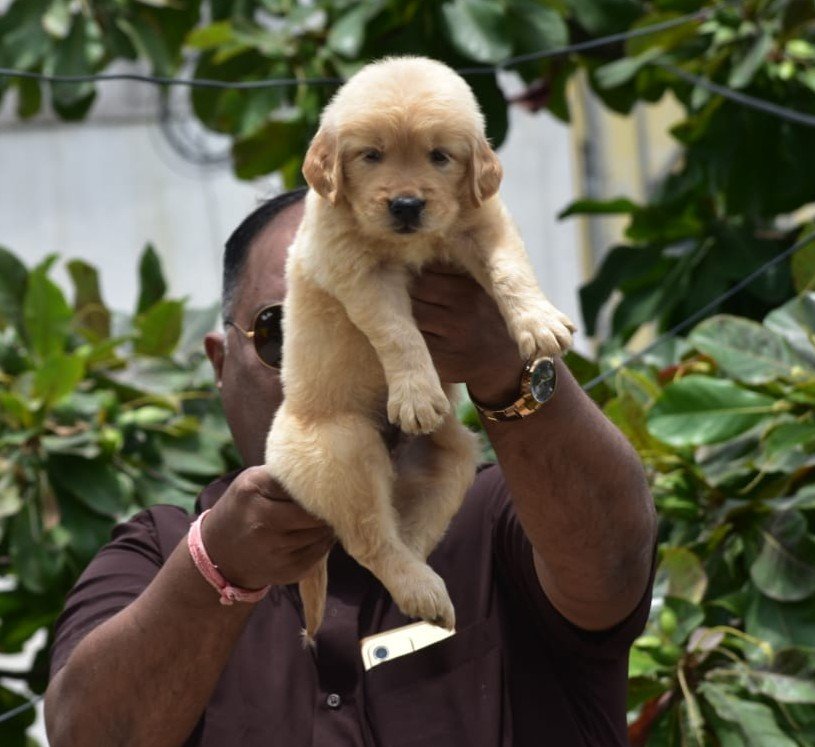 Golden Retriever Male Price in Ahmedabad