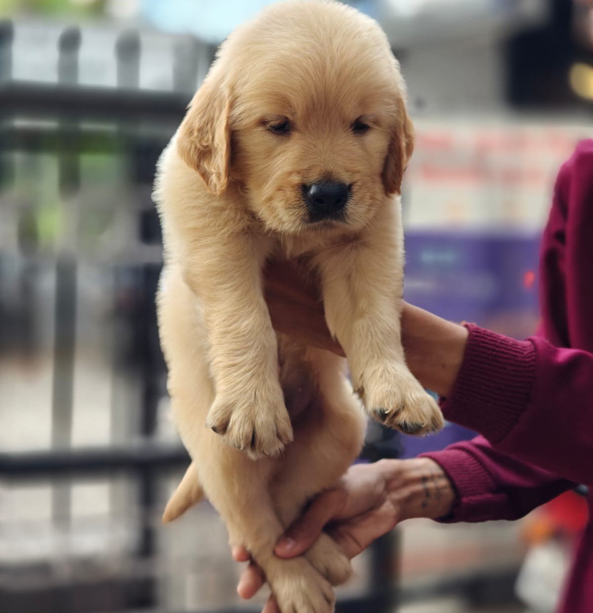 Pure Breed Golden Retriever price in Ahmedabad