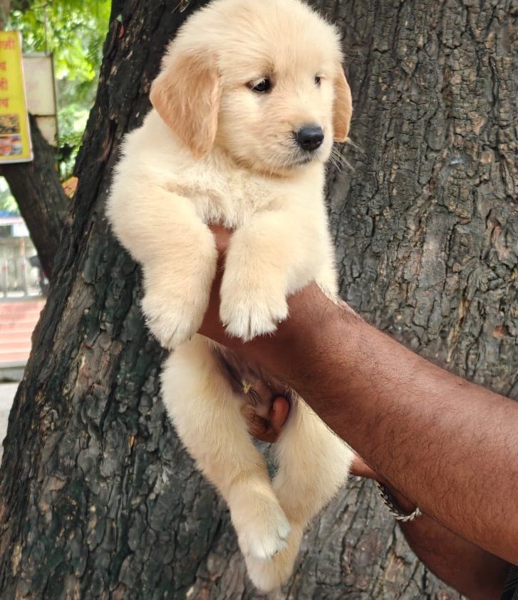 Golden Retriever online price in Ahmedabad