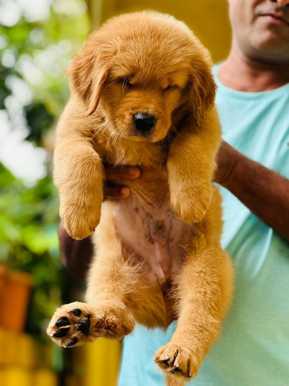 Golden retriever price in Bangalore