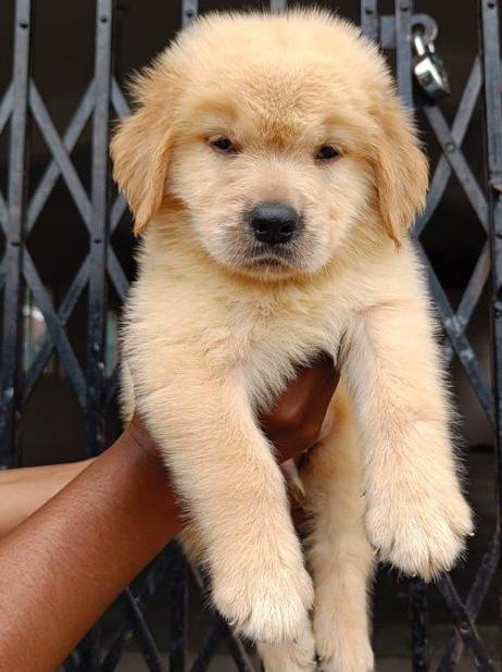 Golden Retriever dog breeder in Bangalore