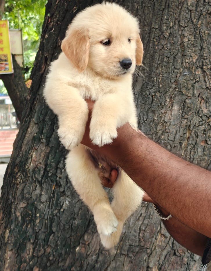 Golden Retriever Female price in Bangalore