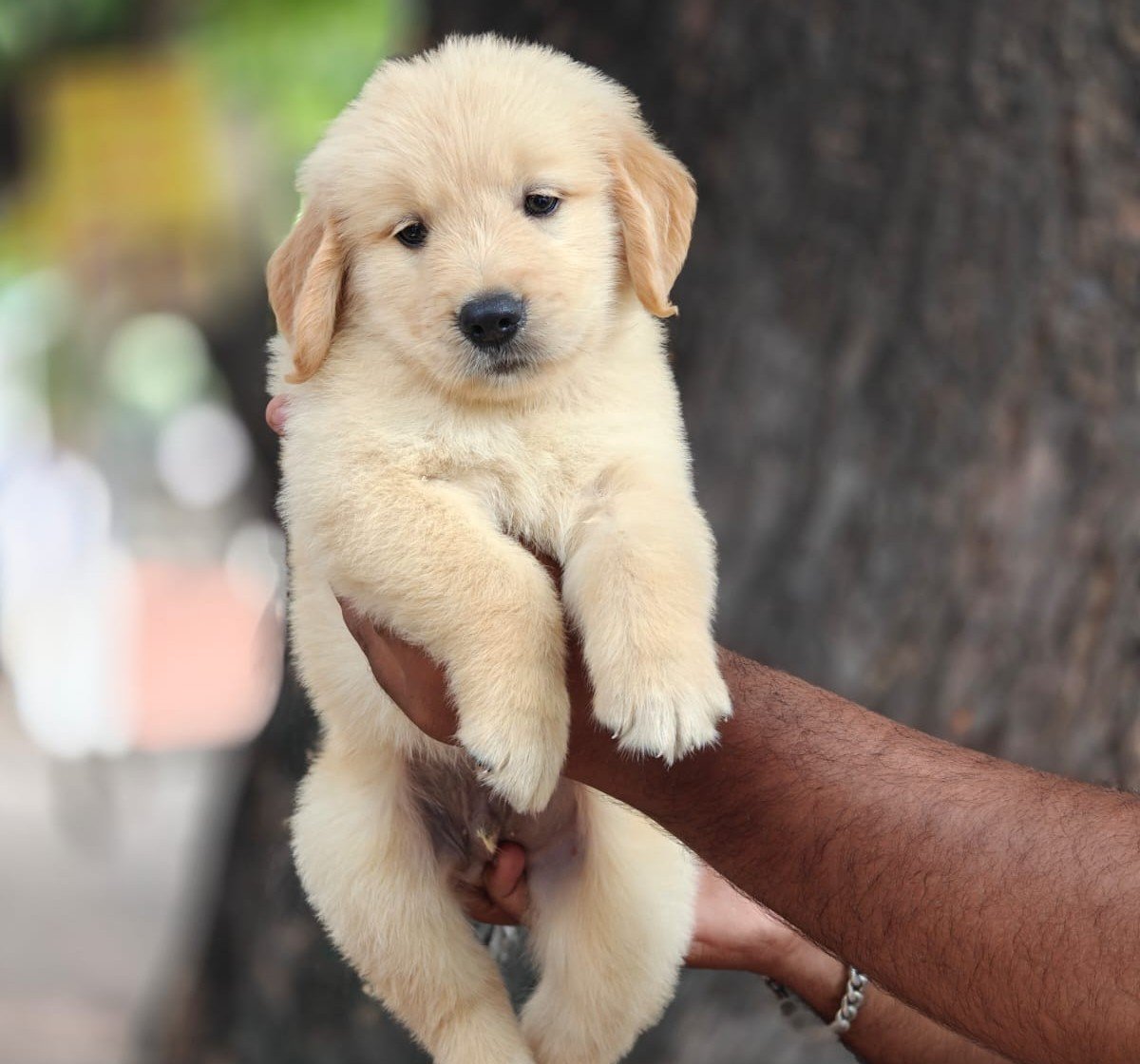 Golden Retriever Male Price in Bangalore