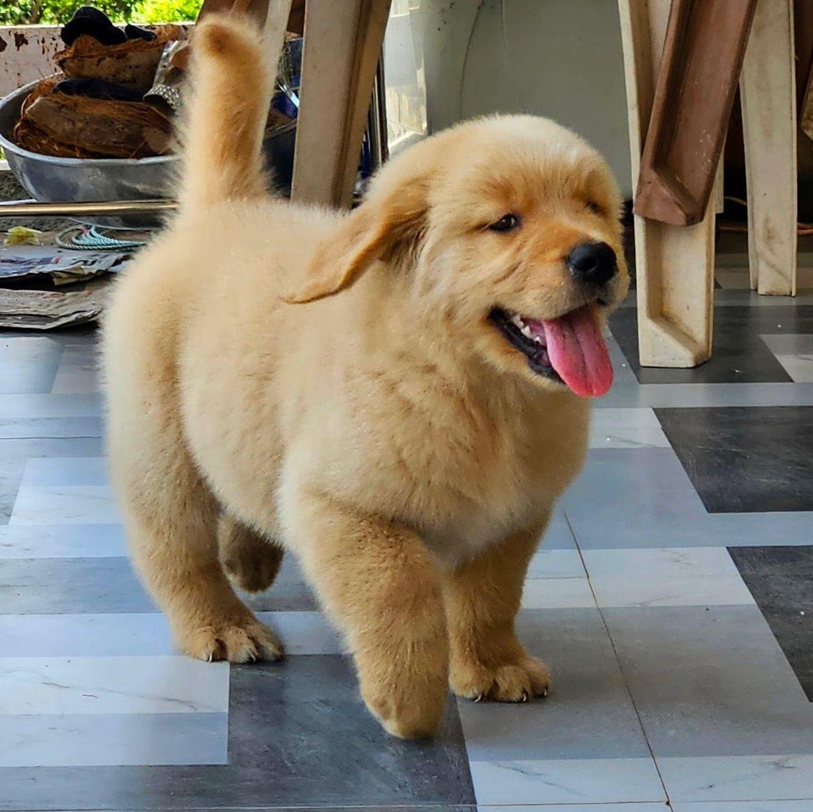Pure Breed Golden Retriever price in Bangalore