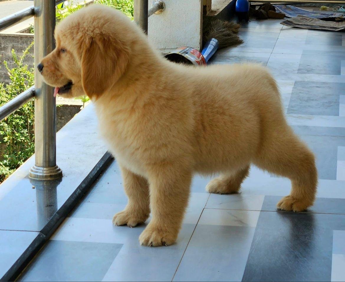 Golden Retriever online price in Bangalore