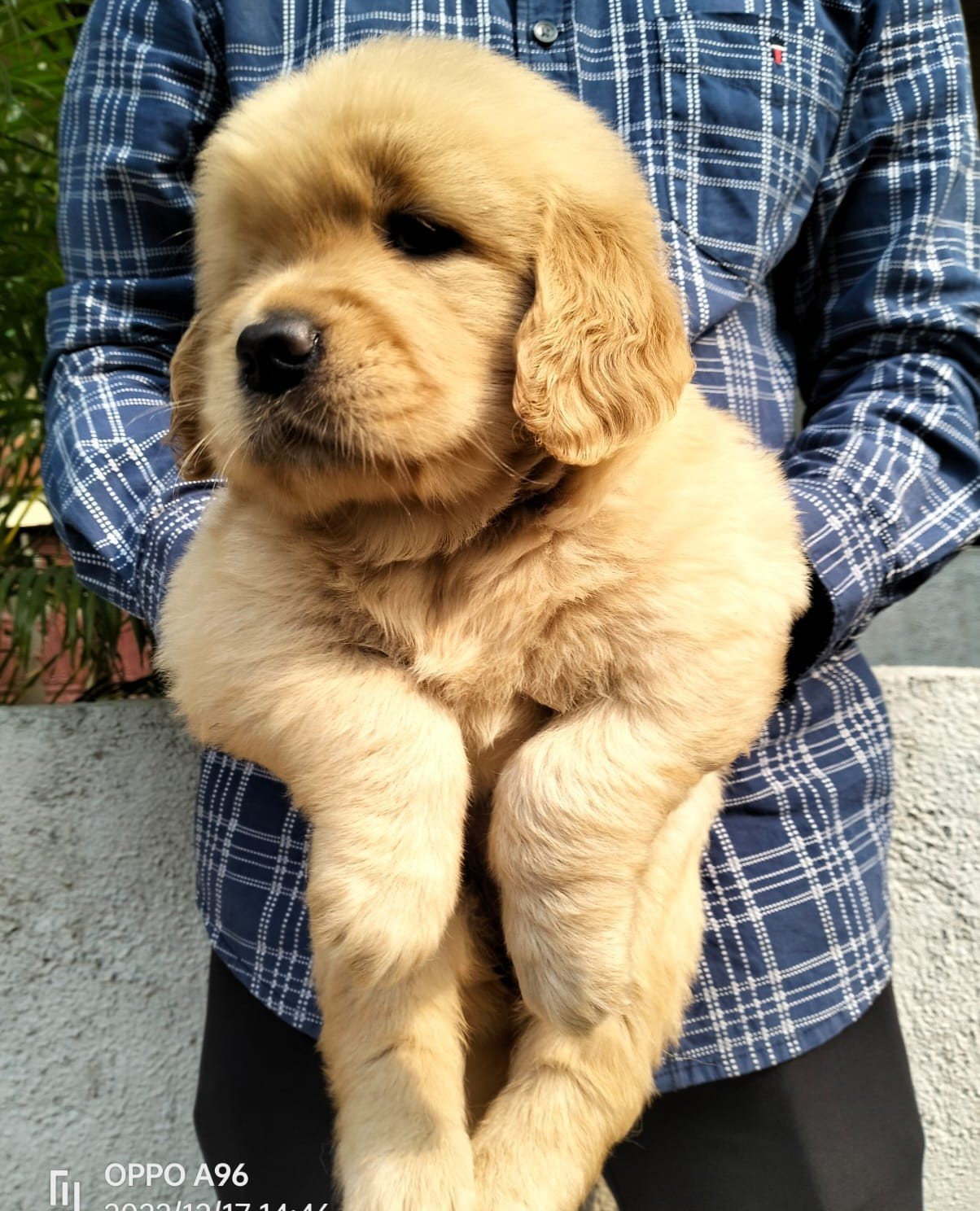 Golden Retriever Price In Chennai