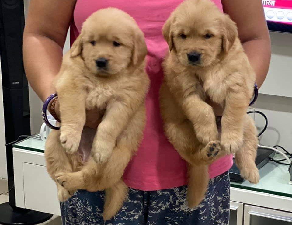 Golden Retriever dog breeder in Chennai