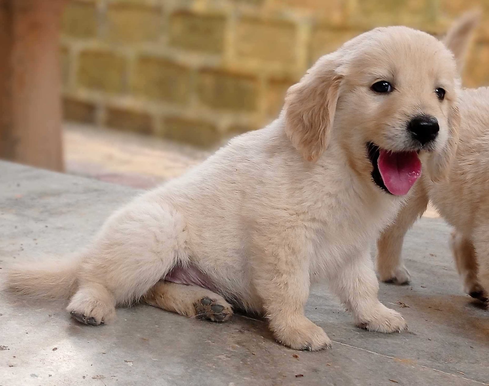 Golden Retriever Male Price in Chennai