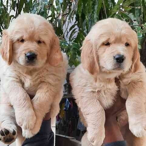 Pure Breed Golden Retriever price in Chennai