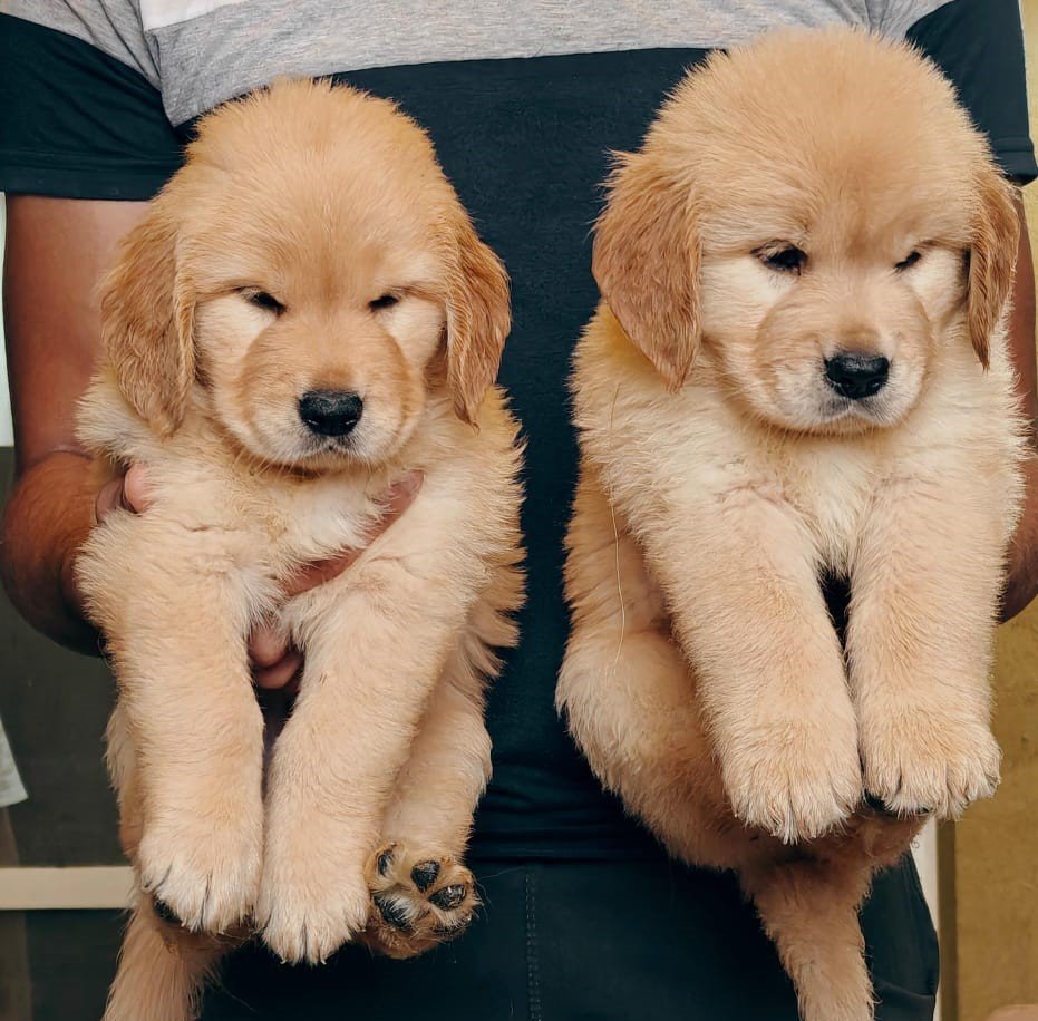Golden Retriever online price in Chennai