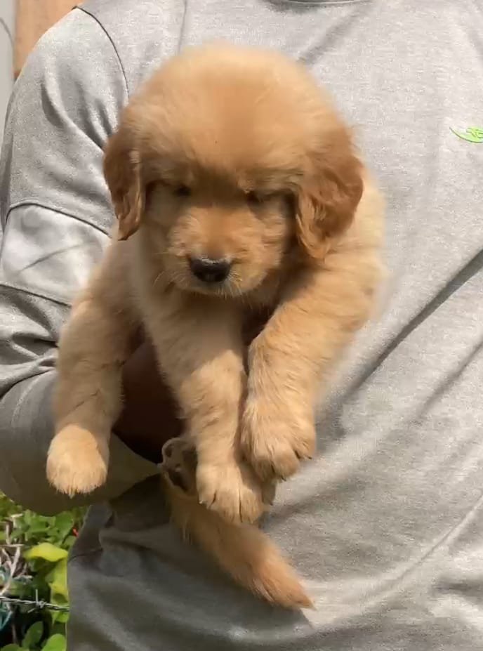 Golden retriever price in pune