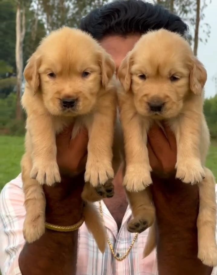 Golden retriever male price in pune