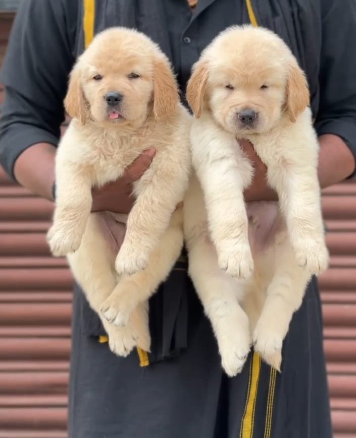 Golden retriever female price in pune