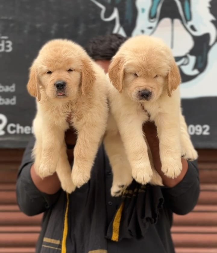 Golden retriever puppies price in pune