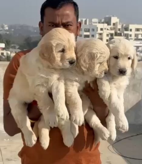 Golden retriever dog price in pune